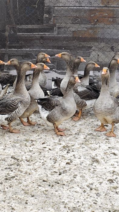 Продам гусей,на племя.