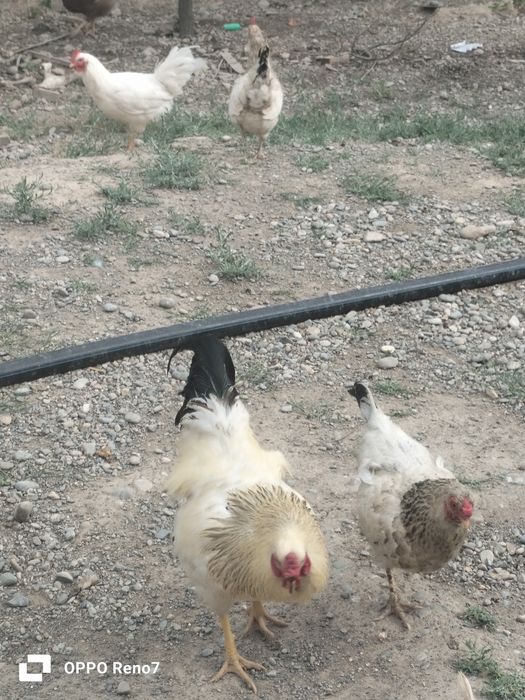 Қораз  сатылады.