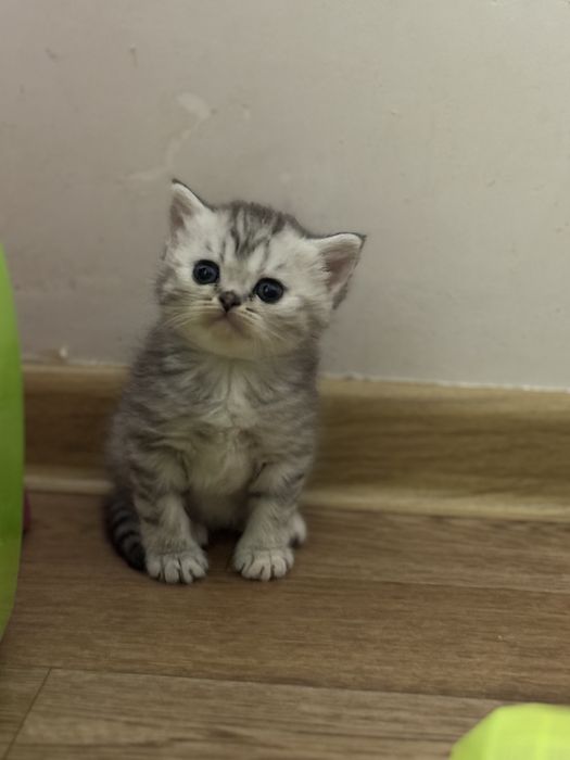 Продаем котенка