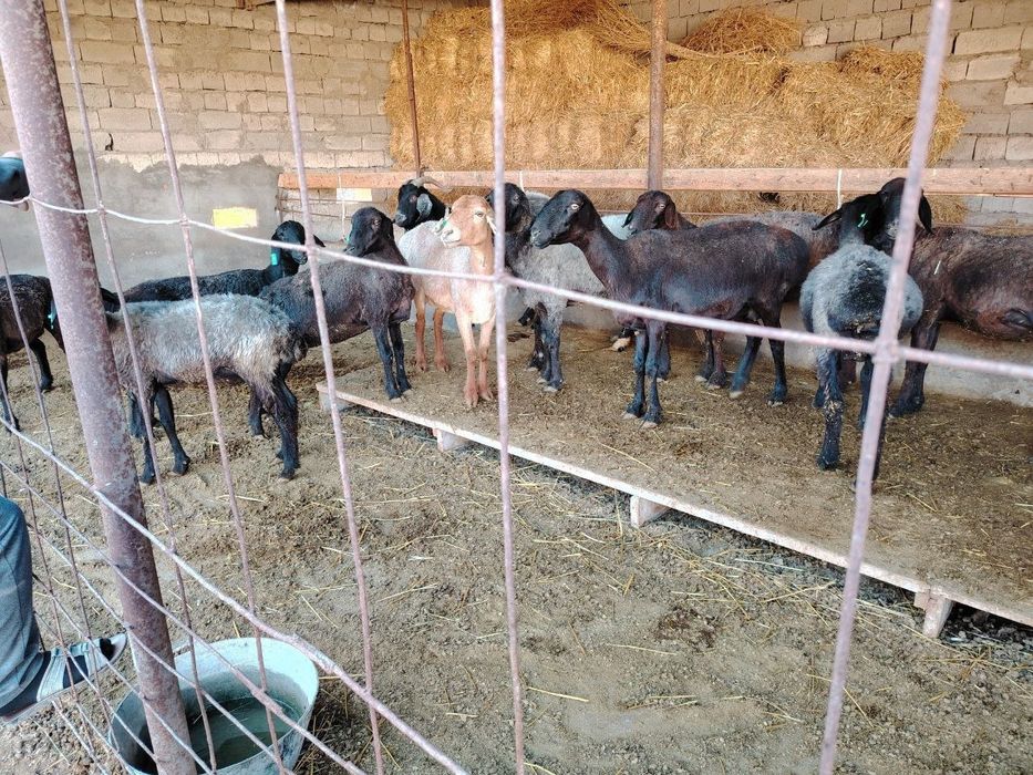 Ajoyib mazali barra tandirlar