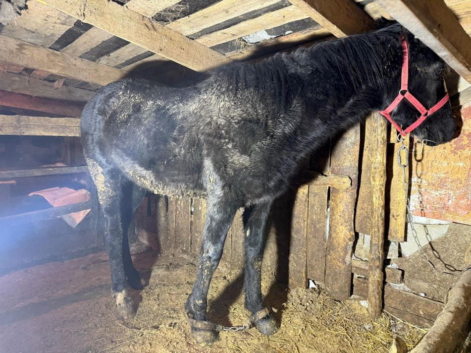 Продам лошадей с откорма