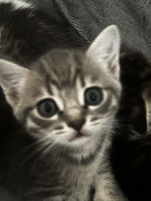 Отдам котиков в добрые руки!