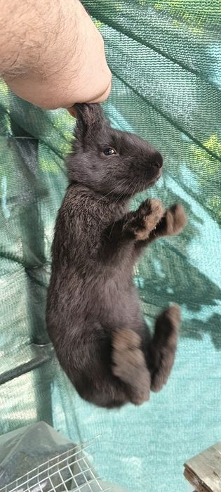 Крольчата 2 месяца великаны