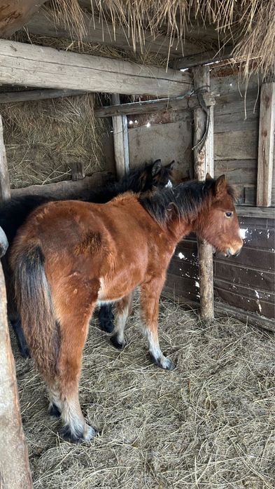 Согым, мясо конина жылкы