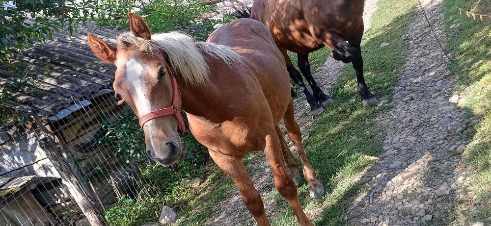 Vanzare iapa semi greu