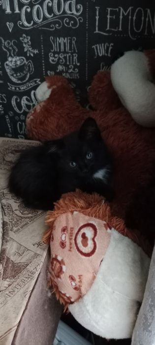 Сибирский котята