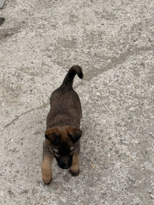 Căutăm familii pentru 4 cățelușe