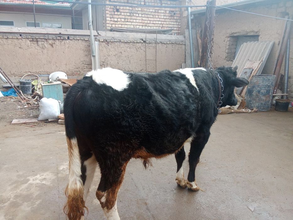 Бука сотилади 2 ёш