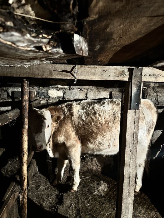 Бука бар 1.5 жасар и пососный бузау бар