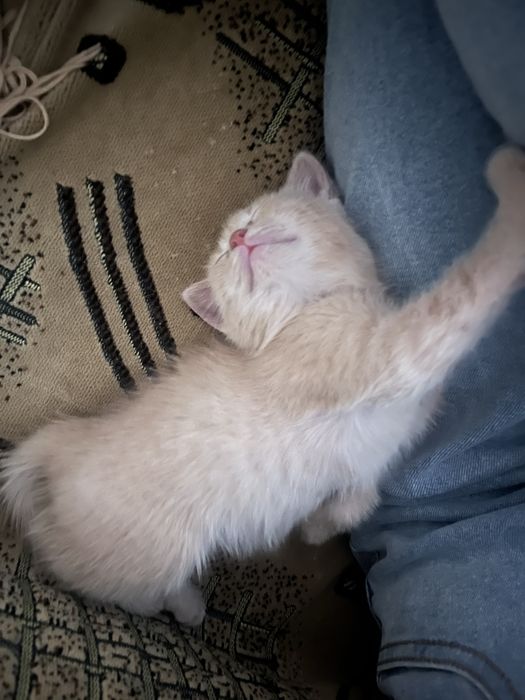 Отдам котенка в добрые руки