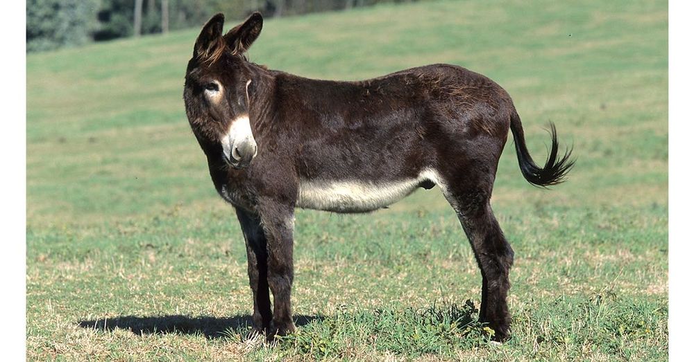 Продавам мъжко магаре за разплод