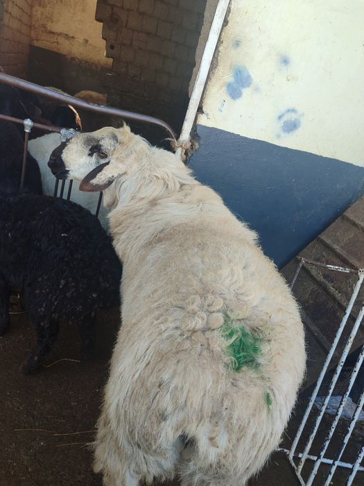 Qassob servis мясной услуги