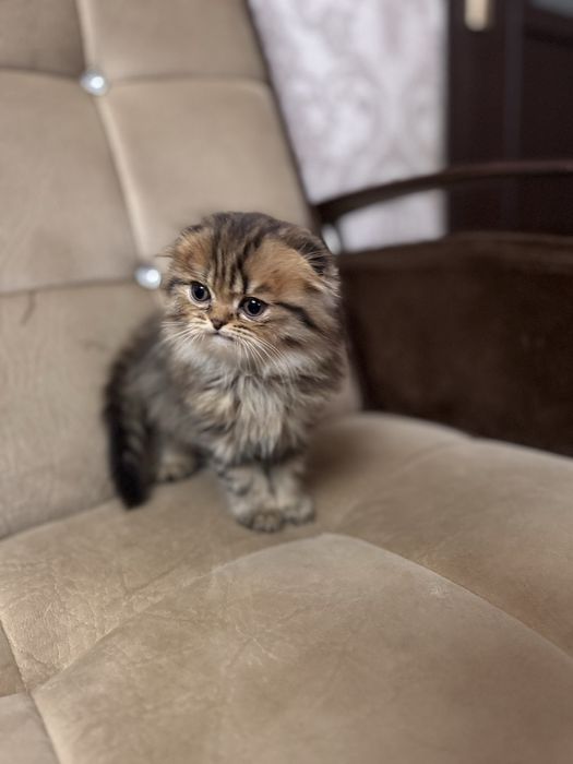 Продаются котята срочно скоттиш фолд