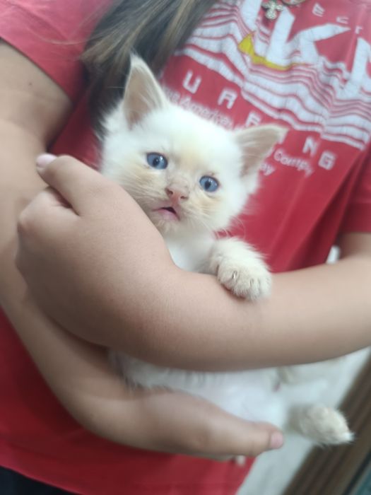 Отдам котят в добрые руки