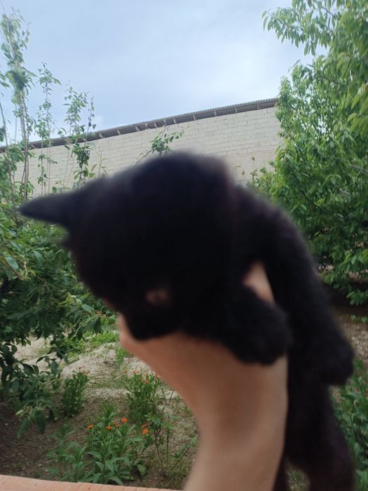 Отдаём Кошку и котят в хорошие руки