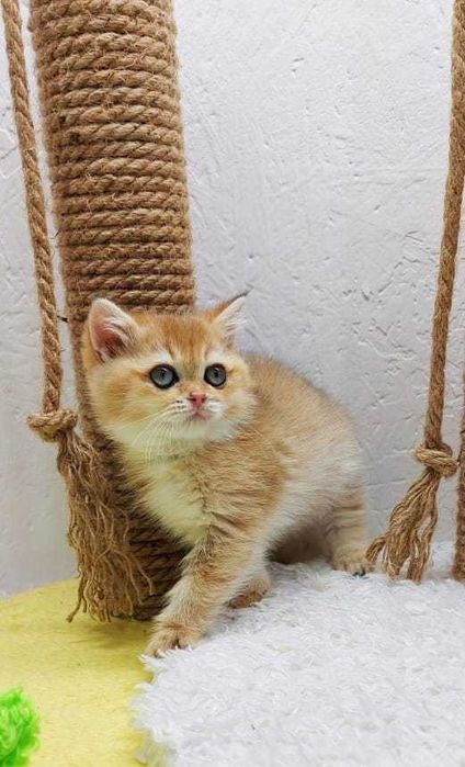 бриташки ждут любящих хозяев