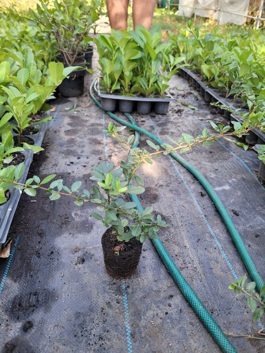Pyracantha Red Column (Catina ornamentala)