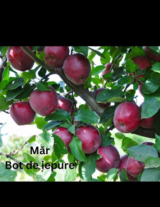 Pomi fructiferi disponibili