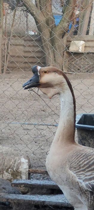 Lot gaste africane 1+4, pasari deosebite si ingrijite