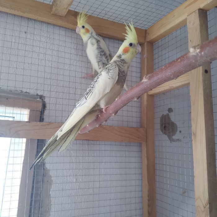 Попугай Карелла птенец