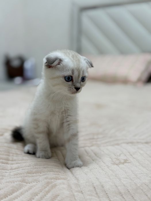 Котята Котята Котята
