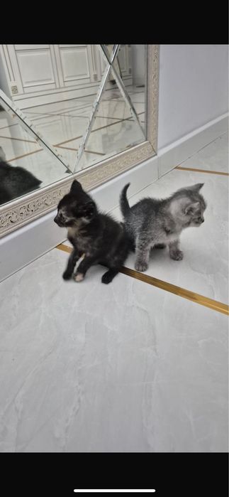 Котенок Марғау мальенки