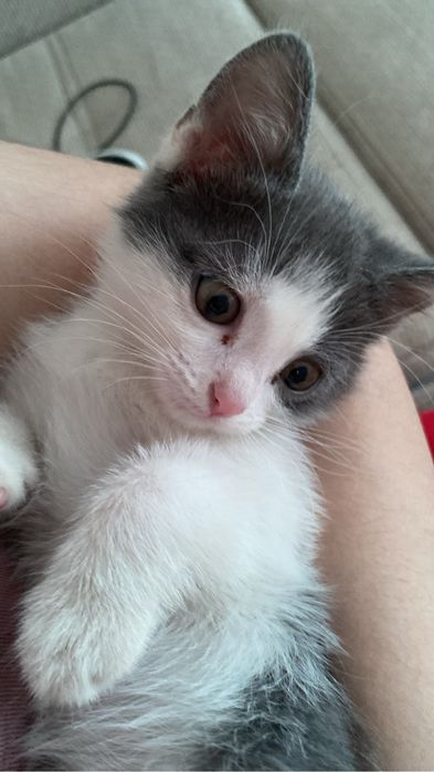 котенка мальчик и девочка