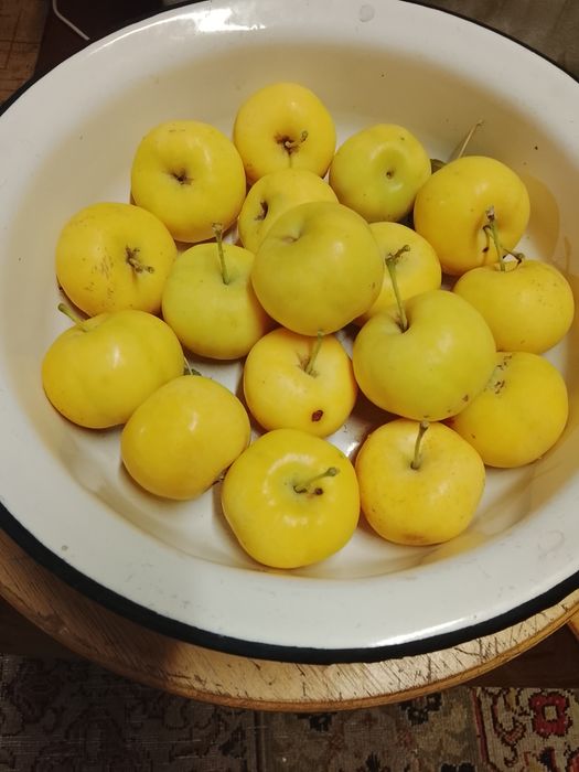 Продам яблочки, сливу, облепиху