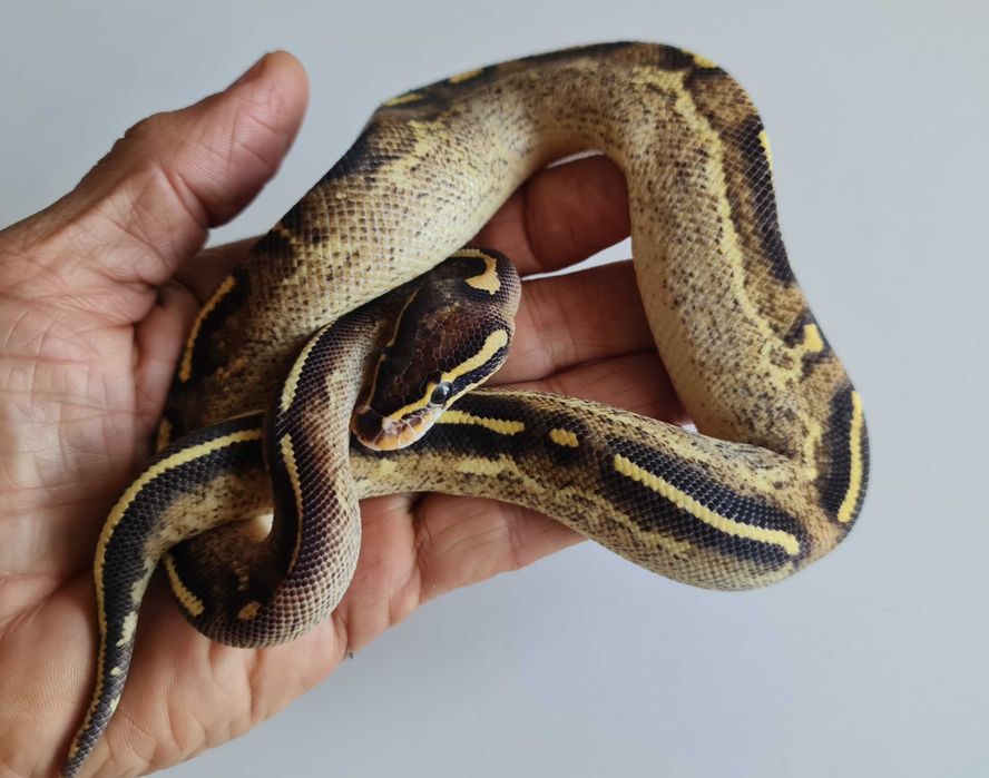 Самка региуса freeway enchi.