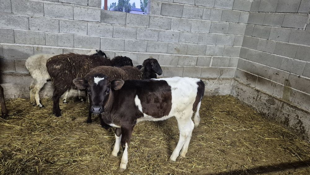 Бұзаулар сатылады