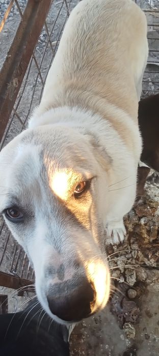 Продам сабака Алабай