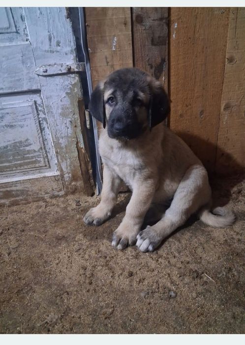 Donez catel kangal