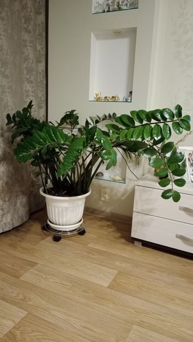 Цветок Замиокулкас