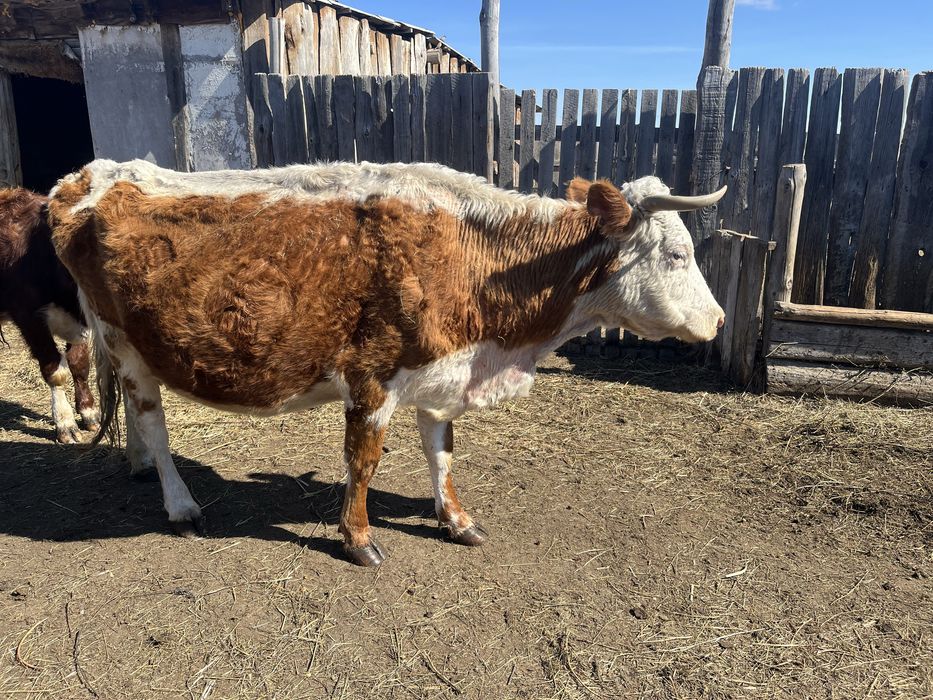 Дойная корова с теленком