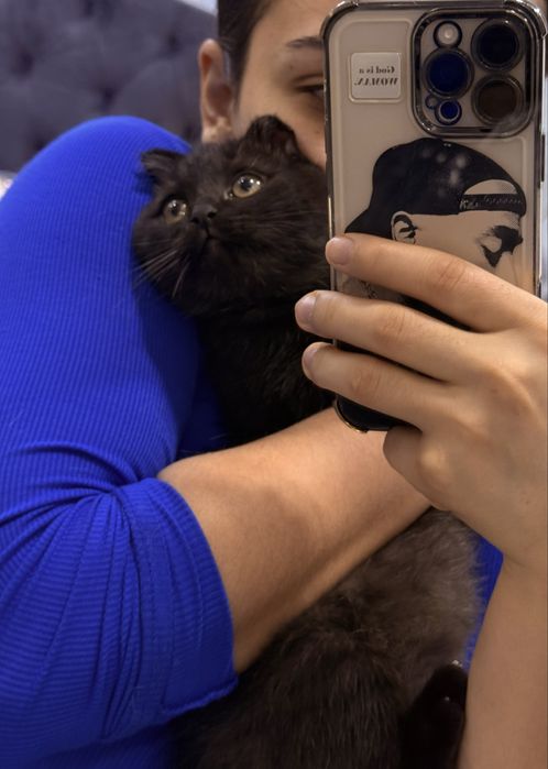 Скотиш фолд мальчики ! Котятам по 3 месяца