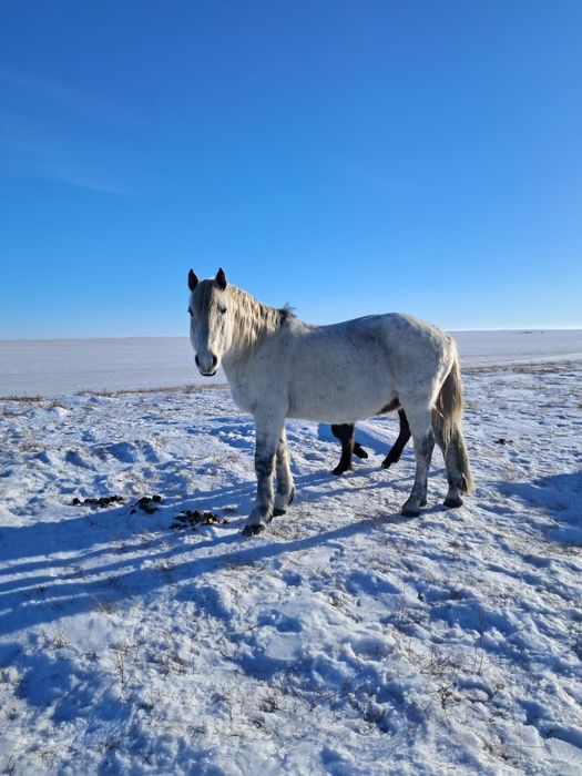 Айғыр сатам ,жасы 11 де