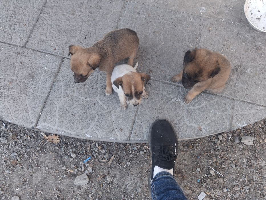 Отдам щенят звоночки