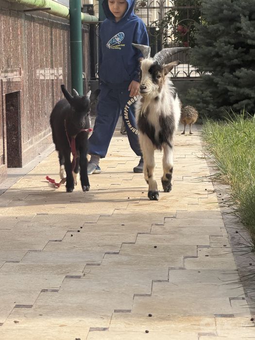 Komerun echki комерунская коза