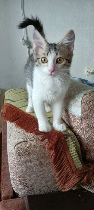 Котёнок в добрые руки
