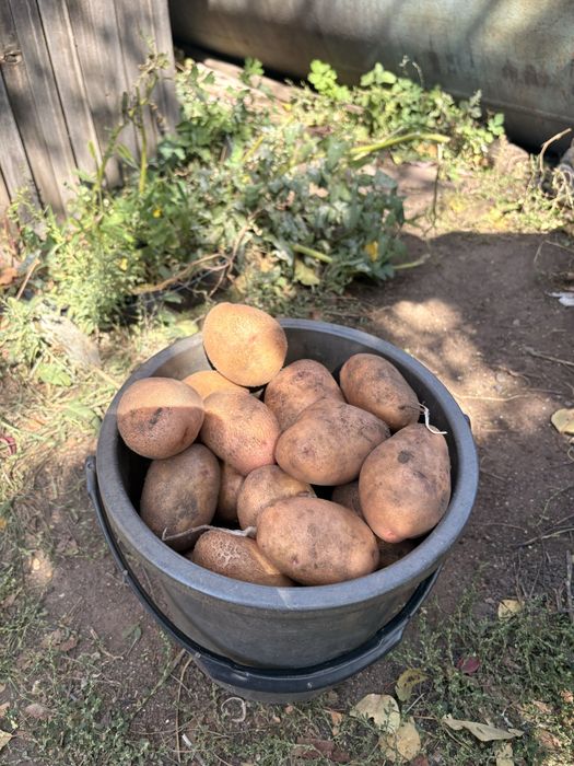 Продам картофель дачный отборный
