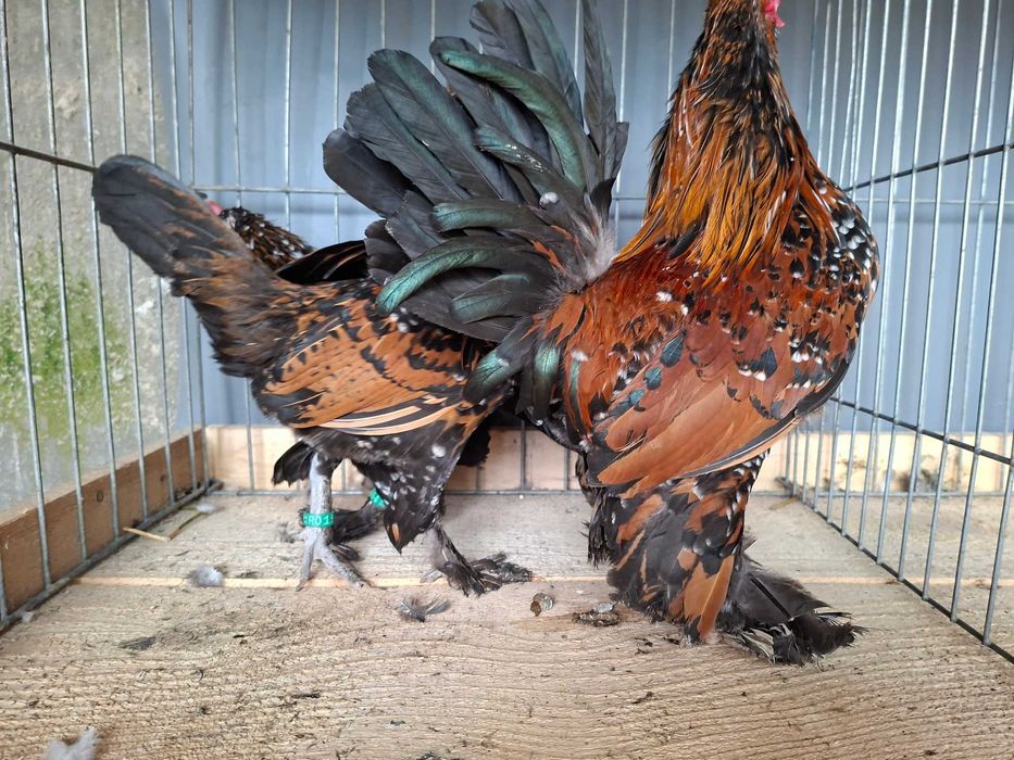 gaini Mii de Flori Auriu Portelan