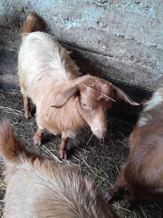 Vând capre gestante