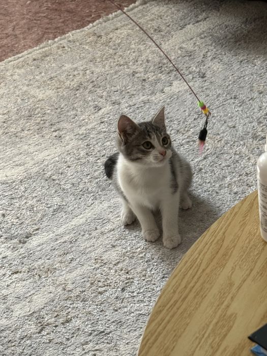Отдам котёнка в хорошие руки!