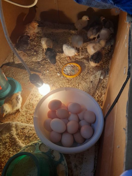 Продам цыплят . Здоровые, крупные, домашний в оличном состояний  .