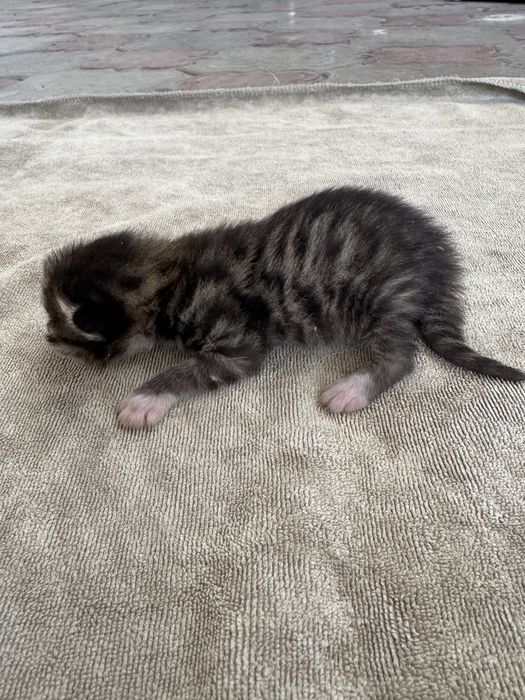 Курильский бобтейл кошка