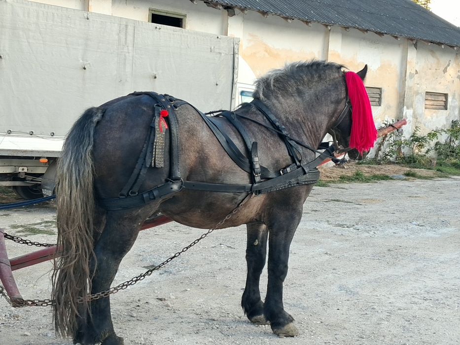 Armăsar de 3 ani