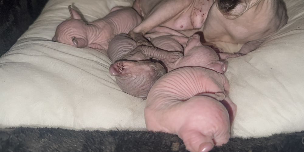 Продаются котята сфинкса - эльфа