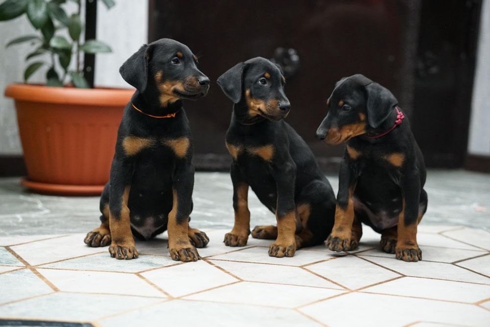 Продам щенков добермана