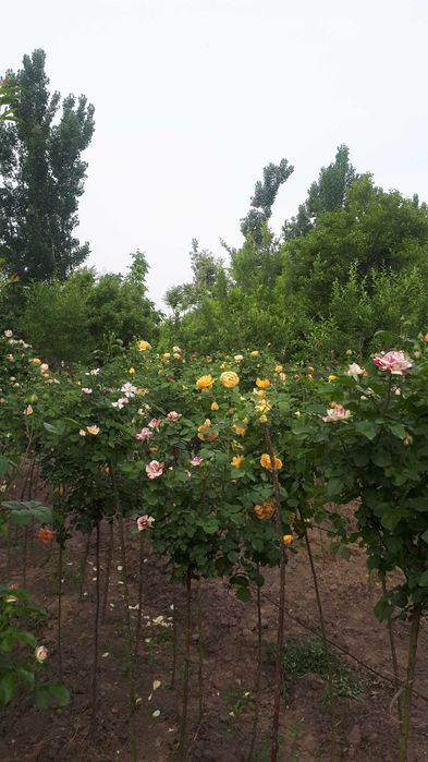 Atirgul ko'chatlari черная магия штамповий гуллар бир танада икки хил