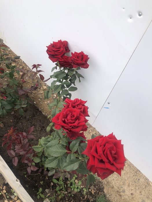 Продам дачу общество Водолей